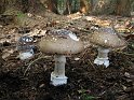 Amanita_pantherina_8128