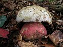 Boletus_satanas_7897