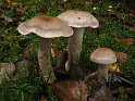 Cortinarius_anomalus_8383