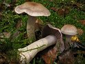 Cortinarius_anomalus_8384