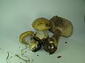 Cortinarius_anserinus_Buchenklumpfuss_7943