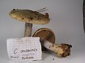 Cortinarius_anserinus_Buchenklumpfuss_8156