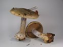 Cortinarius_anserinus_Buchenklumpfuss_8158