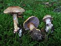 Cortinarius_aureopulverulentus_Goldstaub-Klumpfuss_7958