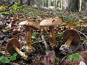 Cortinarius_aureopulverulentus_Goldstaub-Klumpfuss_8109