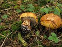 Cortinarius_calochrous_8213