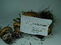 Cortinarius_calochrous_8287
