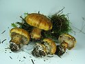 Cortinarius_calochrous_8290