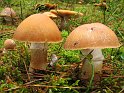 Cortinarius_caperatus_8324