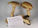 Cortinarius_cephalixus_Koernigrauher_Schleimkopf_8165