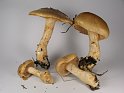 Cortinarius_cephalixus_Koernigrauher_Schleimkopf_8166