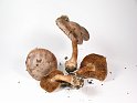 Cortinarius_chevassutii_Marmor-Dickfuss_8196