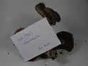Cortinarius_chevassutii_Marmor-Dickfuss_8198
