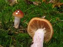 Cortinarius_collinitus_Blaustielschleimfuss_8375