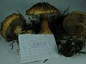 Cortinarius_corosus_8281