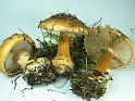 Cortinarius_corosus_8283