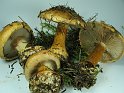 Cortinarius_corosus_8286