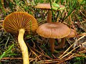 Cortinarius_croceus_8316