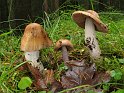 Cortinarius_elatior_8392
