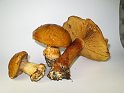 Cortinarius_elegantior_Strohgelber_Klumpfuss_8011