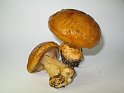 Cortinarius_elegantior_Strohgelber_Klumpfuss_8016
