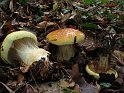 Cortinarius_elegantissimus_Praechtiger_Klumpfuss_7892