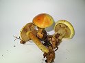 Cortinarius_elegantissimus_Praechtiger_Klumpfuss_7948
