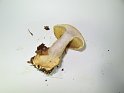 Cortinarius_elegantissimus_Praechtiger_Klumpfuss_7951