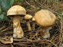 Cortinarius_fraudulosus_8261