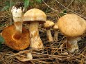Cortinarius_fraudulosus_8264