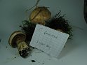 Cortinarius_fraudulosus_8275