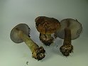 Cortinarius_glaucopus_7937