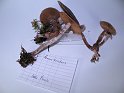 Cortinarius_hemitrichus_Weissflockiger_Guertelfuss_8031