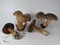 Cortinarius_infractus_8040