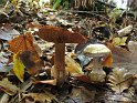 Cortinarius_luhmannii_Luhmanns_Klumpfuss_8001