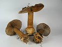 Cortinarius_luhmannii_Luhmanns_Klumpfuss_8026