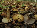 Cortinarius_magicus_7917