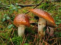 Cortinarius_mucosus_8333