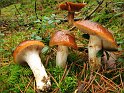 Cortinarius_mucosus_8337