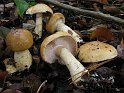 Cortinarius_olidus_Gelbgeguertelter_Schleimkopf_7900