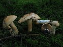 Cortinarius_percomis_Wuerziger_Schleimkopf_7978