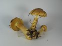 Cortinarius_percomis_Wuerziger_Schleimkopf_8021
