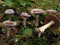 Cortinarius_salor_8233