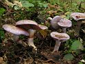 Cortinarius_salor_8241