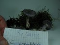 Cortinarius_salor_8280