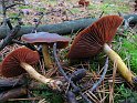 Cortinarius_semisanguineus_8386