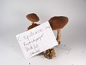 Cortinarius_spilomeus_Kupferschuppiger_Seidenkopf_8169