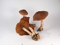 Cortinarius_spilomeus_Kupferschuppiger_Seidenkopf_8171