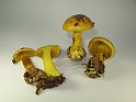 Cortinarius_splendens_7929