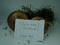 Cortinarius_splendens_var_meinhardii_8291